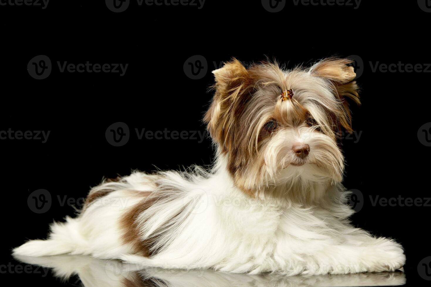 Studio shot of a cute Biewer Yorkshire Terrier puppy photo