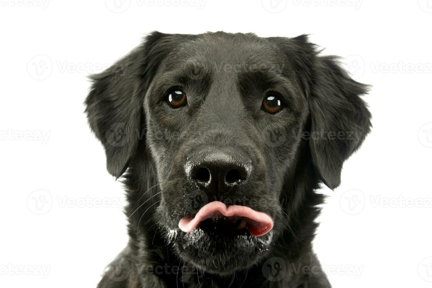 Portrait of an adorable mixed breed dog photo