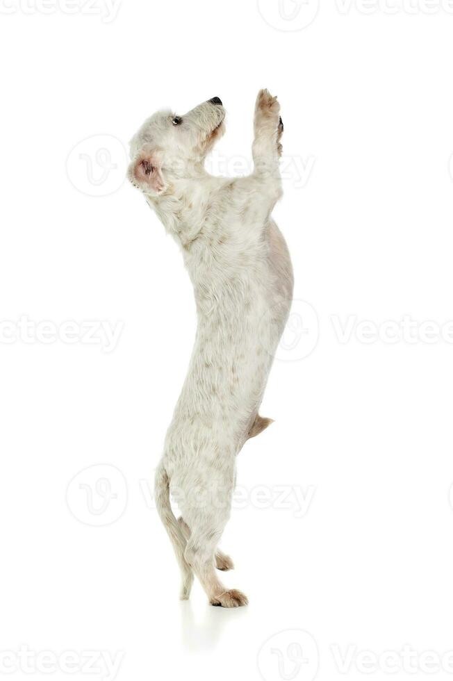 Studio shot of an adorable mixed breed dog standing on hind legs photo