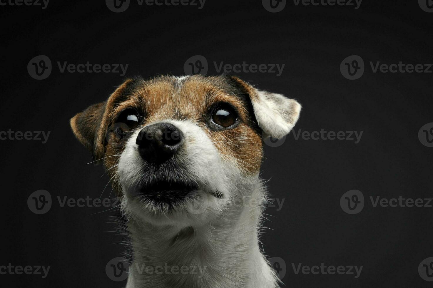 An adorable Parson Russell Terrier looking curiously at the camera photo