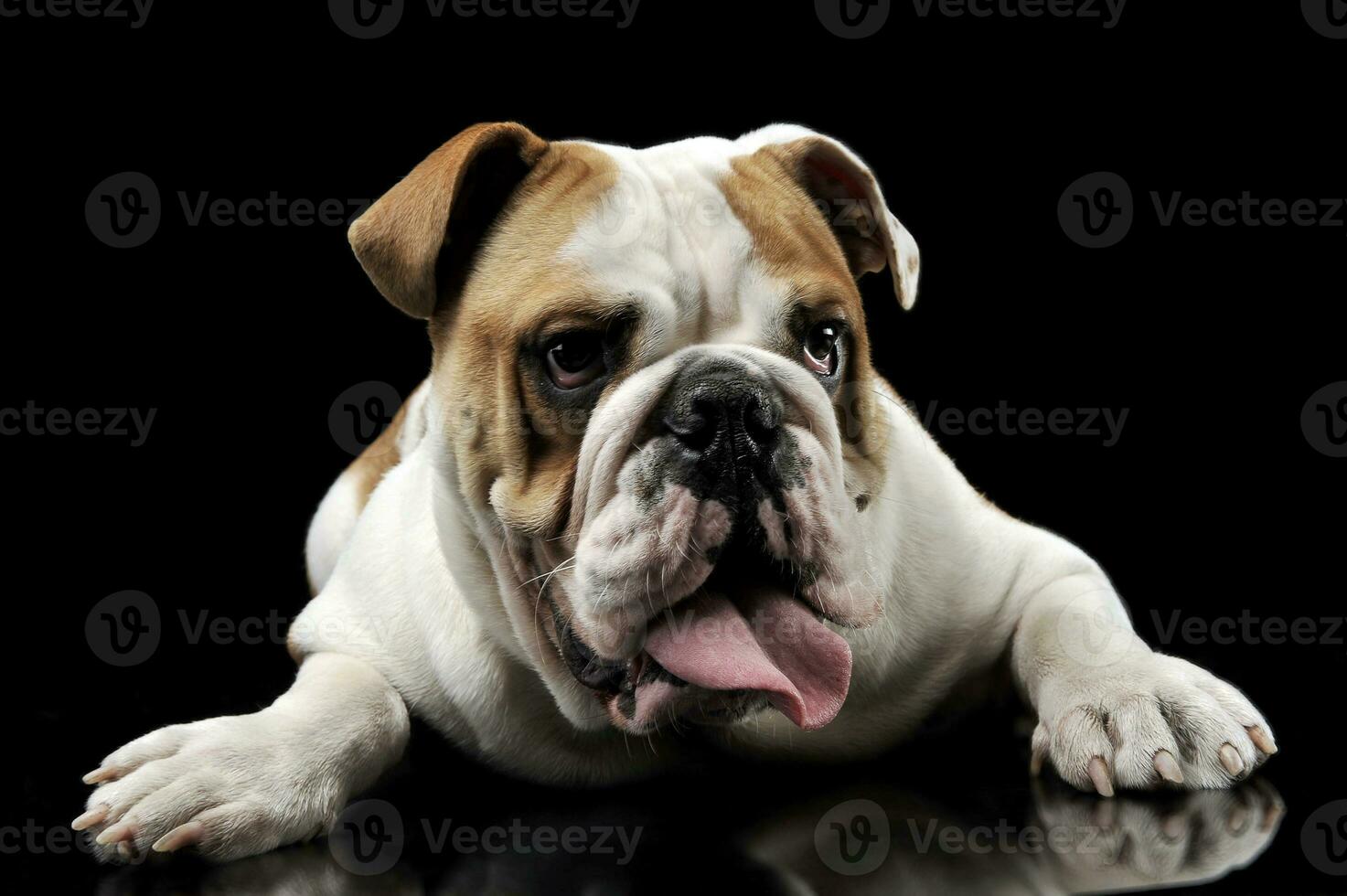 English Bulldog sticking out his tongue in the dark studio photo