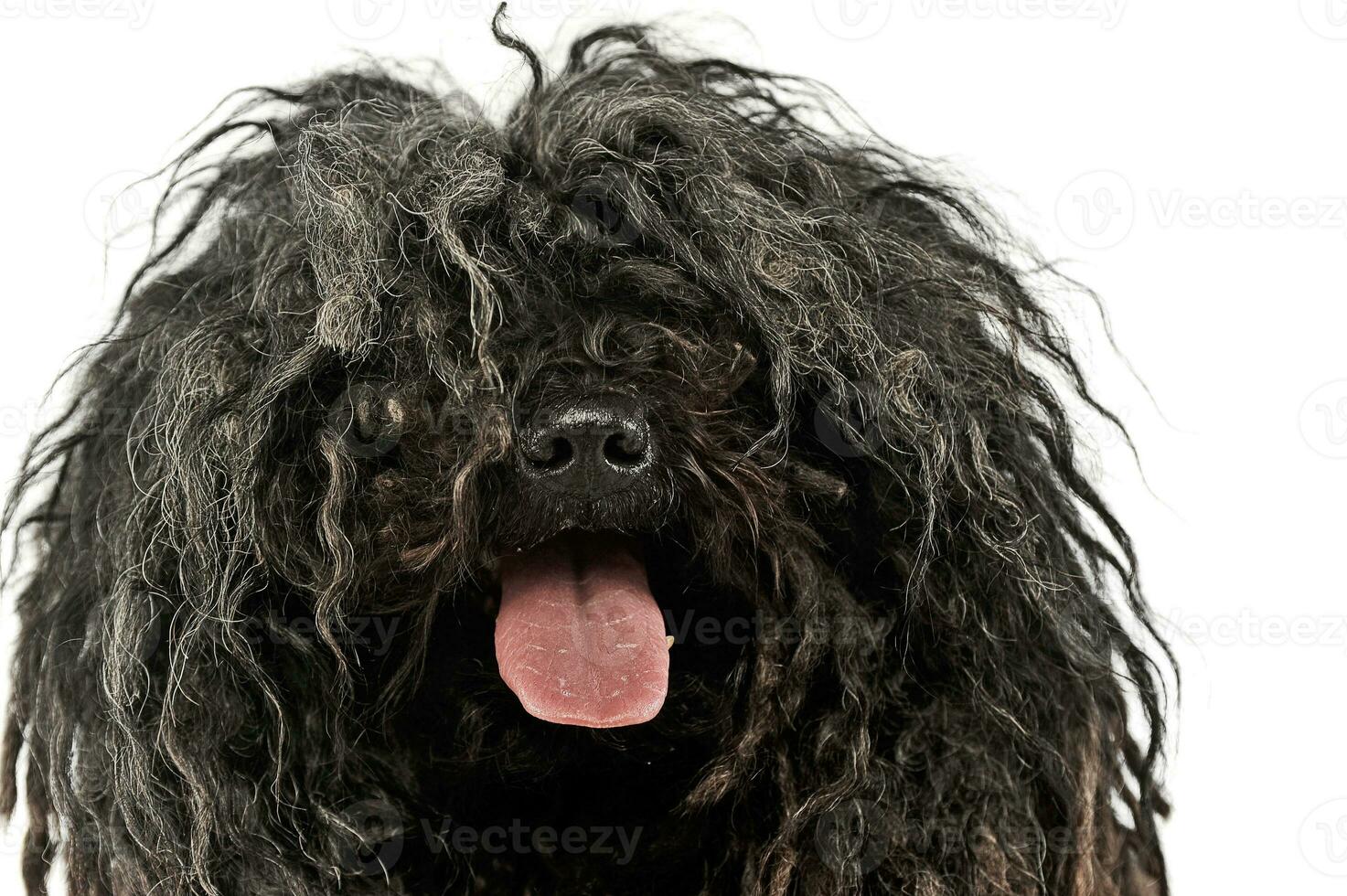 happy Puli enjoy the white studio photo