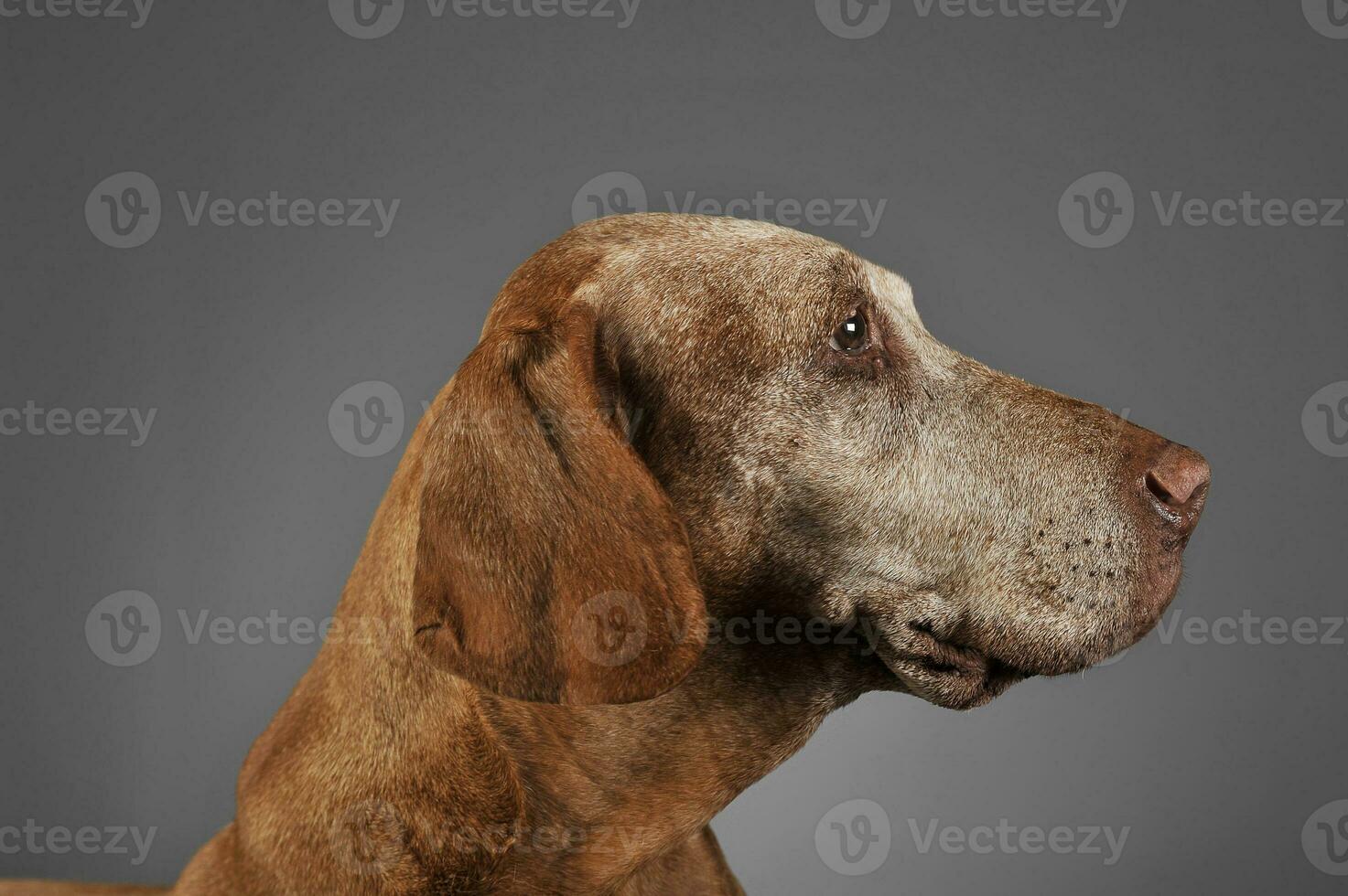 very old Hungarian Vizsla in a photo studio