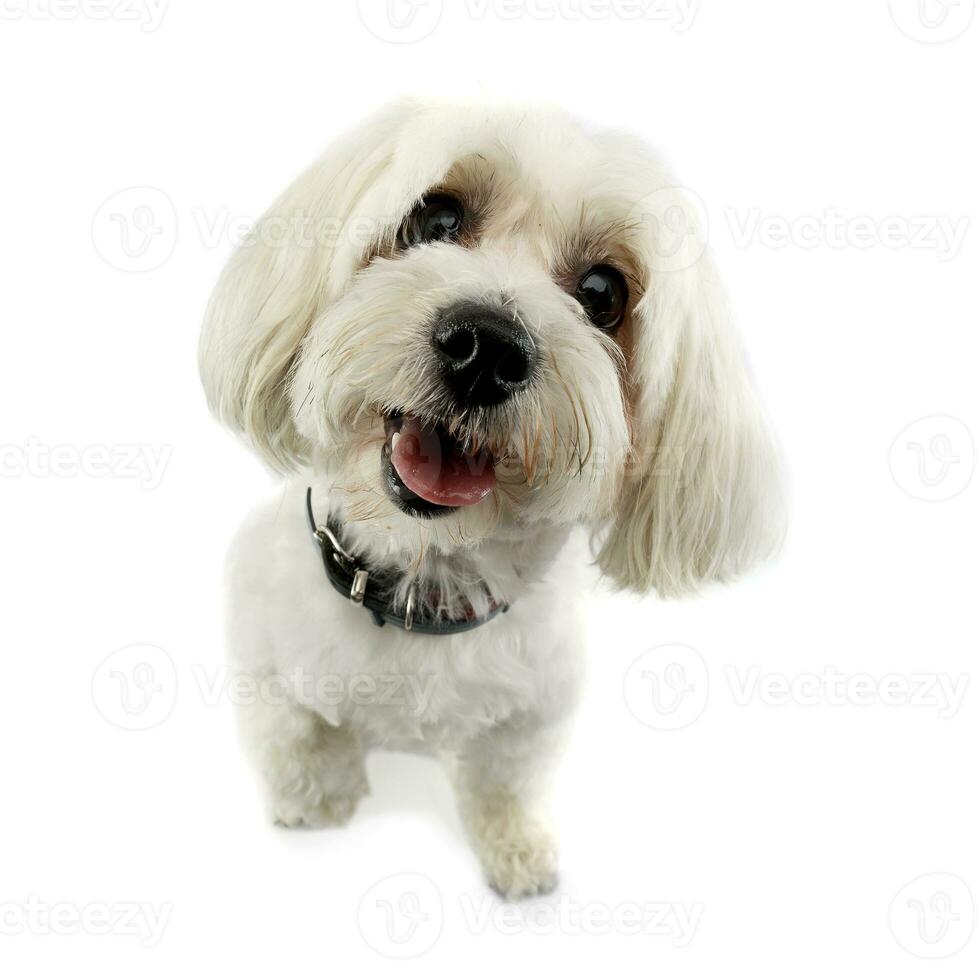 Studio shot of an adorable Havanese dog photo