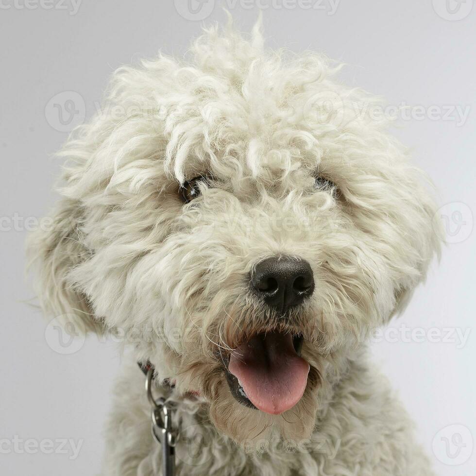 perrito blanco puli en el foto estudio