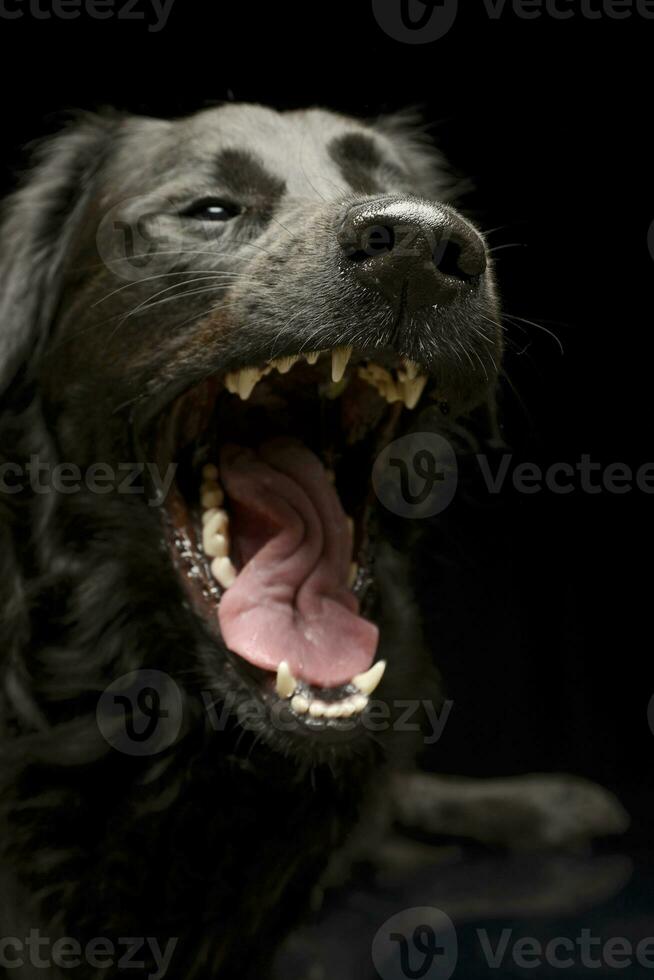 retrato de un bostezando mezclado raza perro foto