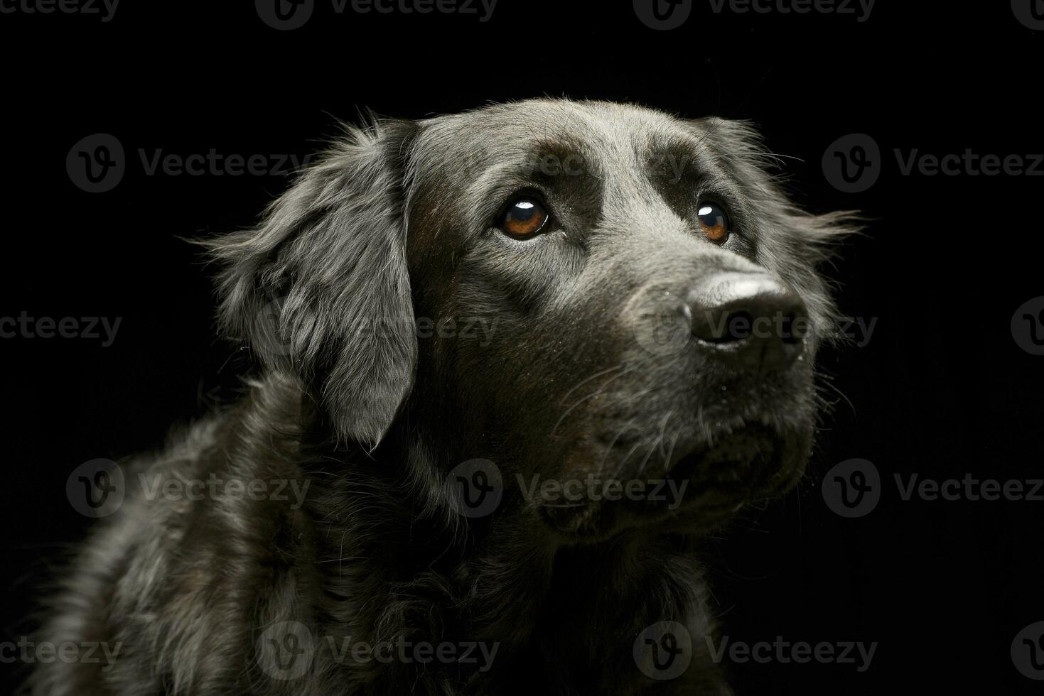 Portrait of an adorable mixed breed dog photo