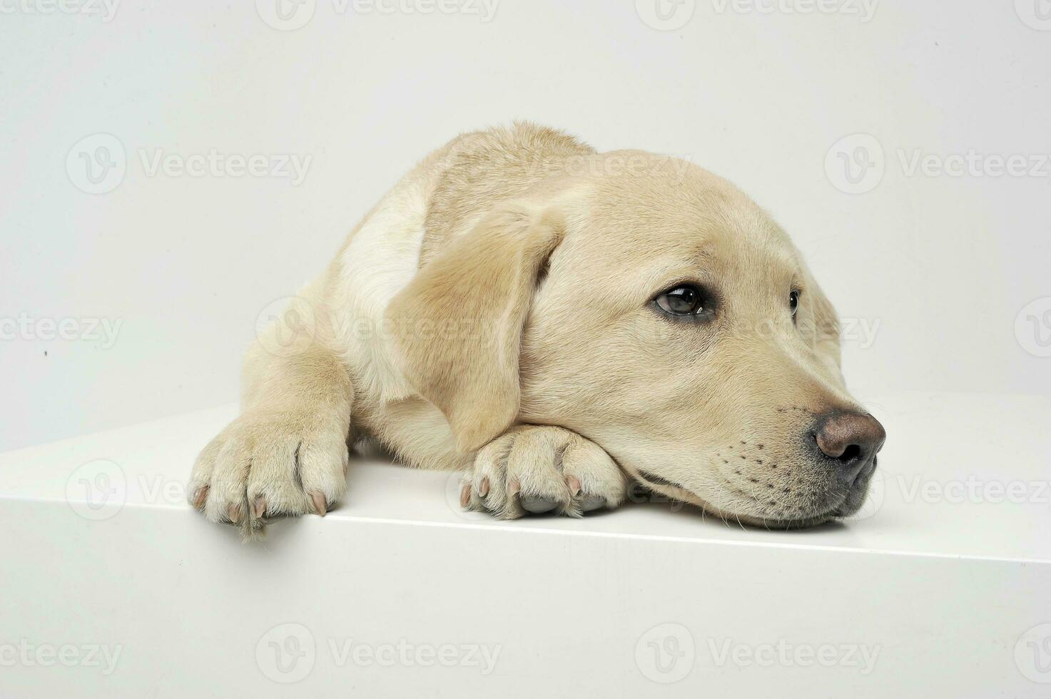 An adorable Labrador Retriever puppy lying sadly on white background. photo