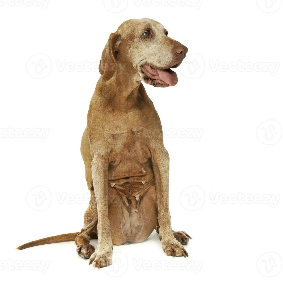 very old Hungarian Vizsla in a photo studio