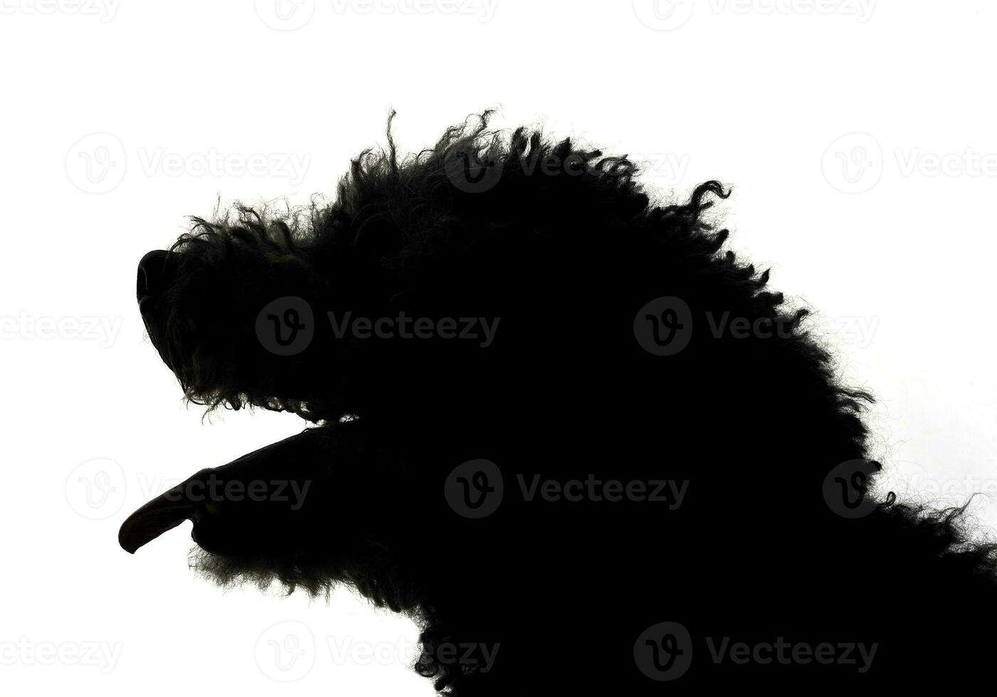 húngaro pastor perro pumi retrato en el blanco estudio foto