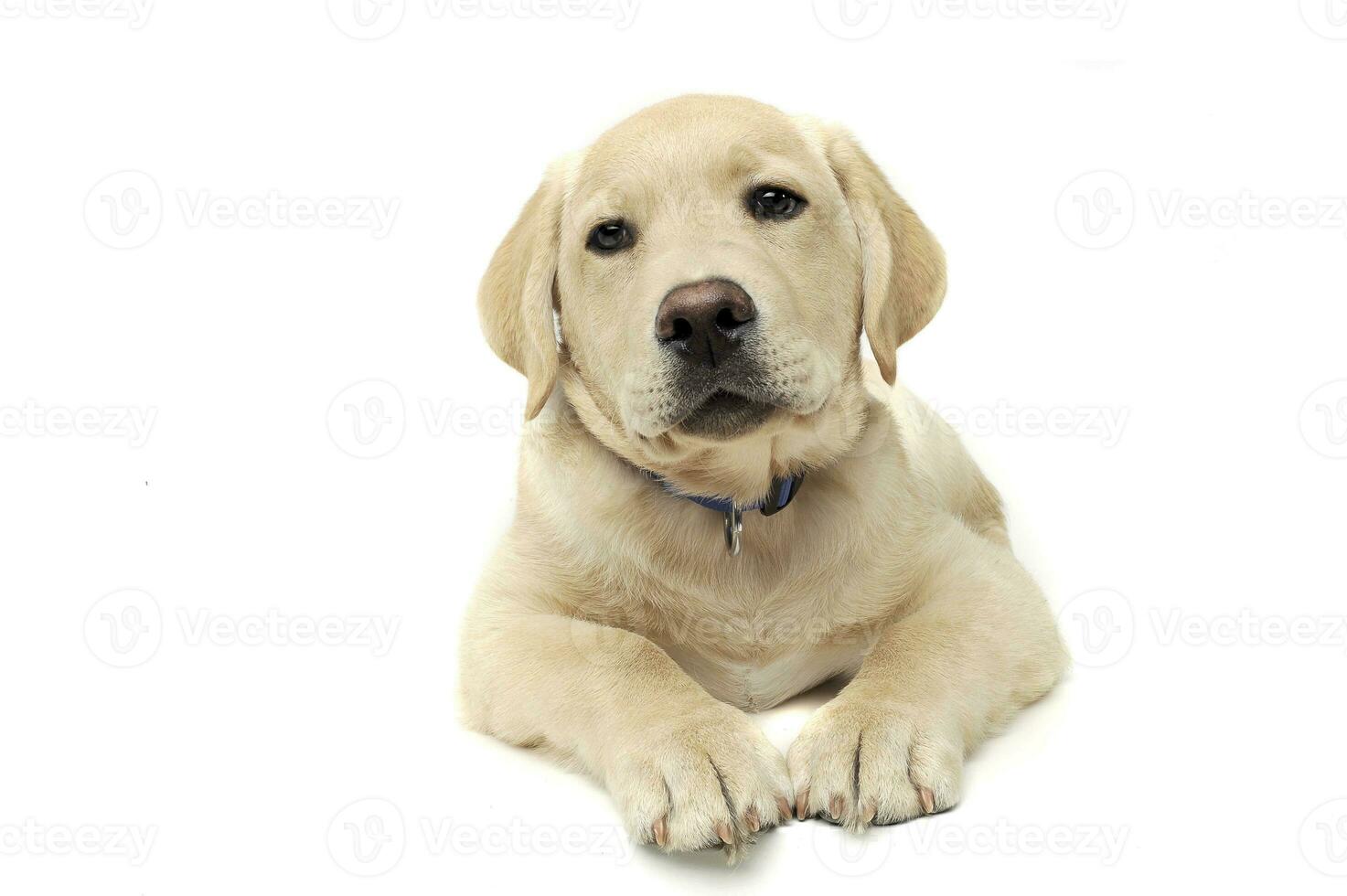 Studio shot of an adorable Labrador Retriever puppy looking curiously at the camera photo