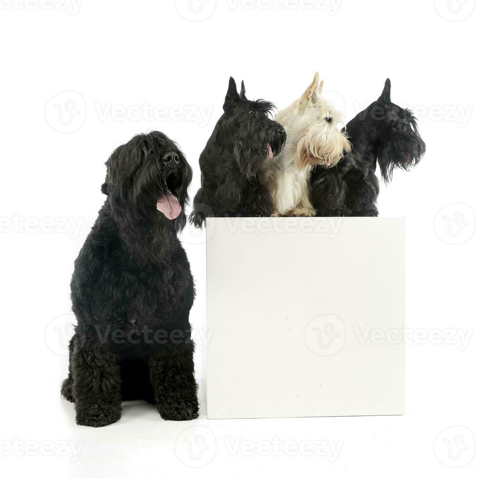 Studio shot of an adorable Black Russian Terrier and three Scottish terrier photo