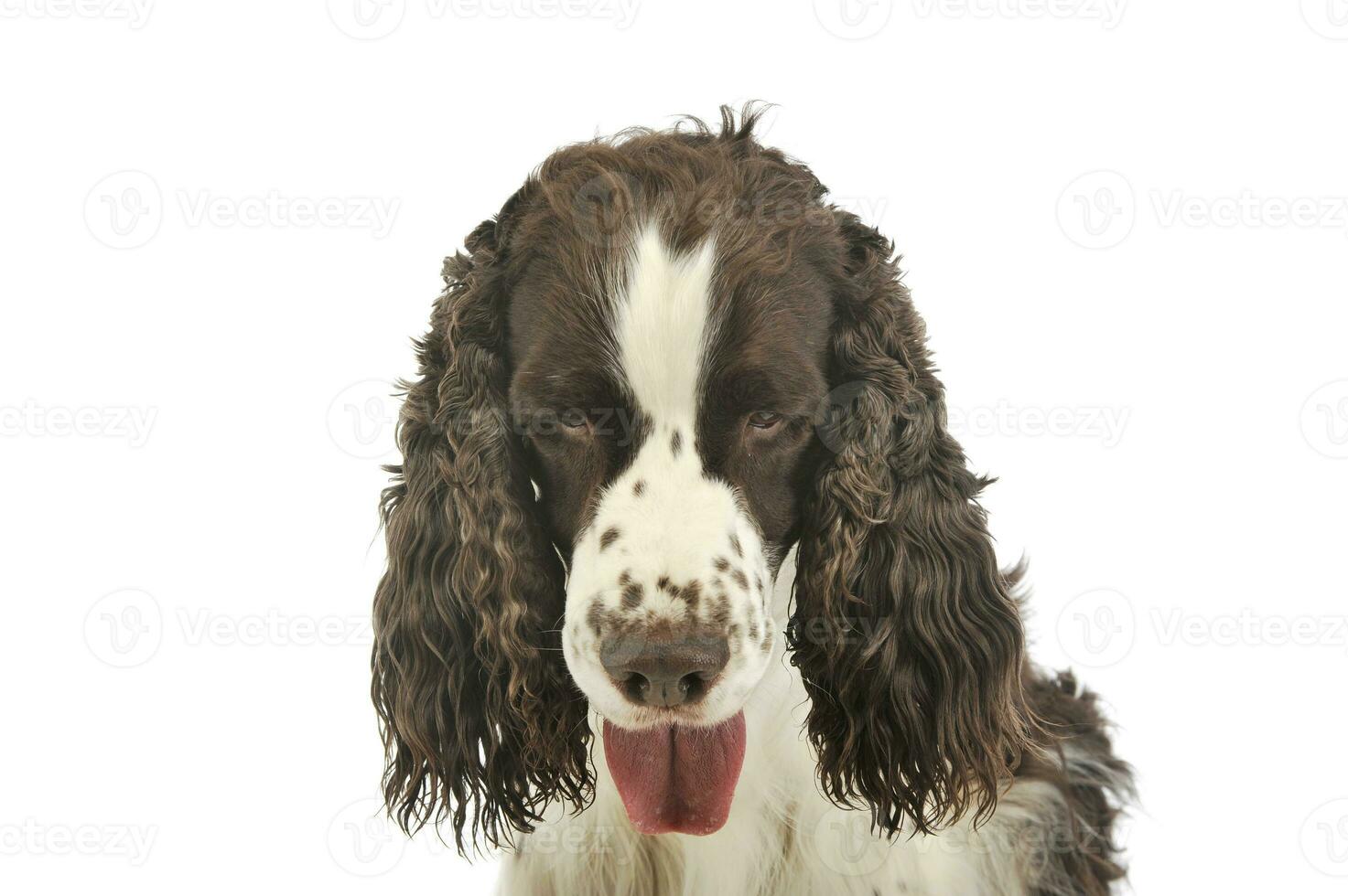 Portrait of an adorable English Cocker Spaniel photo