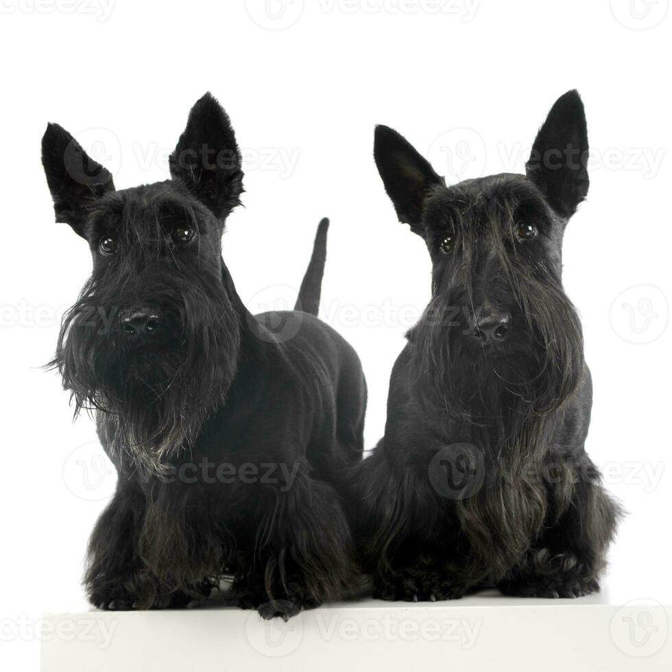 Studio shot of two adorable Scottish terrier photo