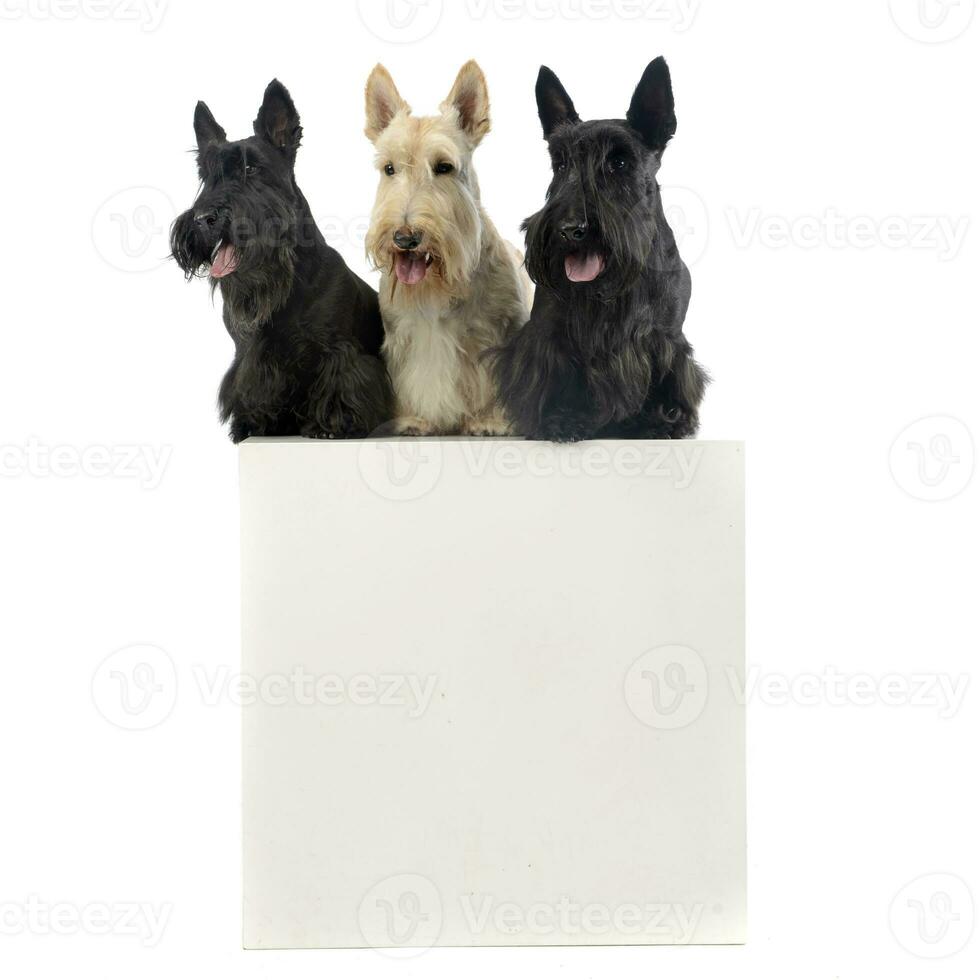 Studio shot of three adorable Scottish terrier sitting on a box photo