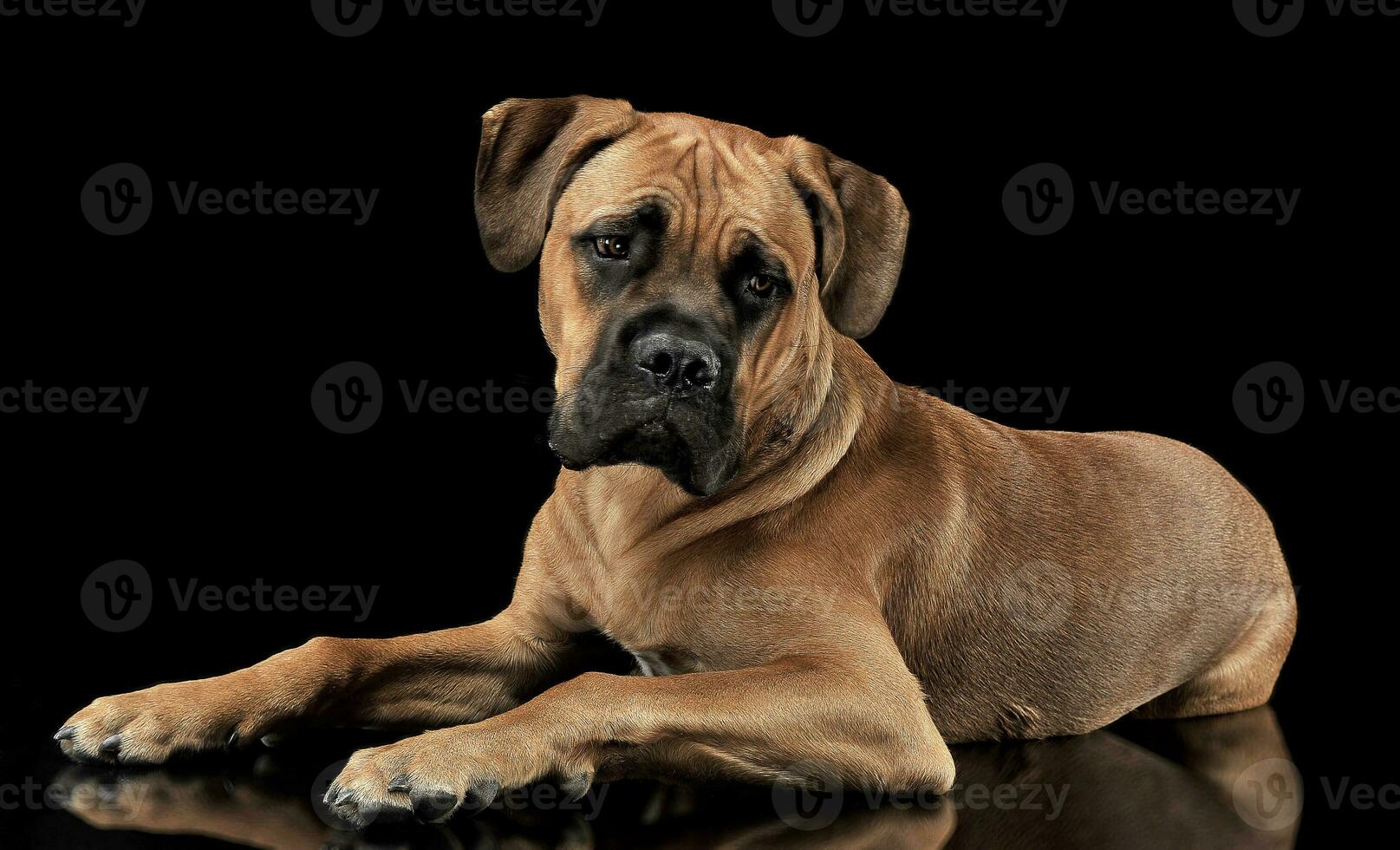 Beautiful puppy Cane Corso lying in a black photo background