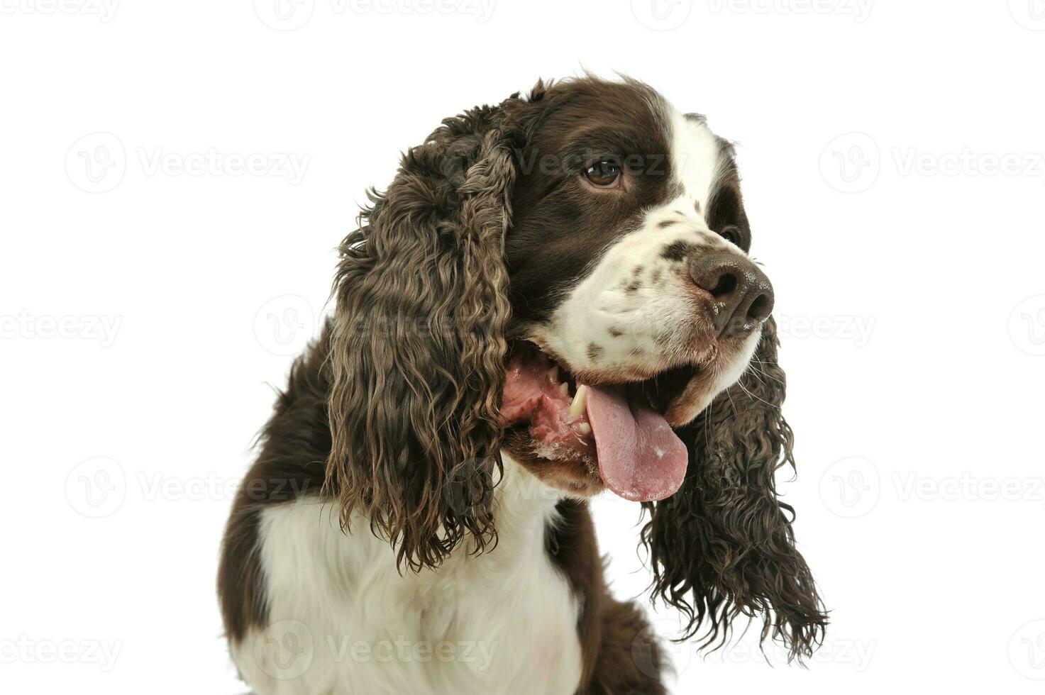 Portrait of an adorable English Cocker Spaniel photo