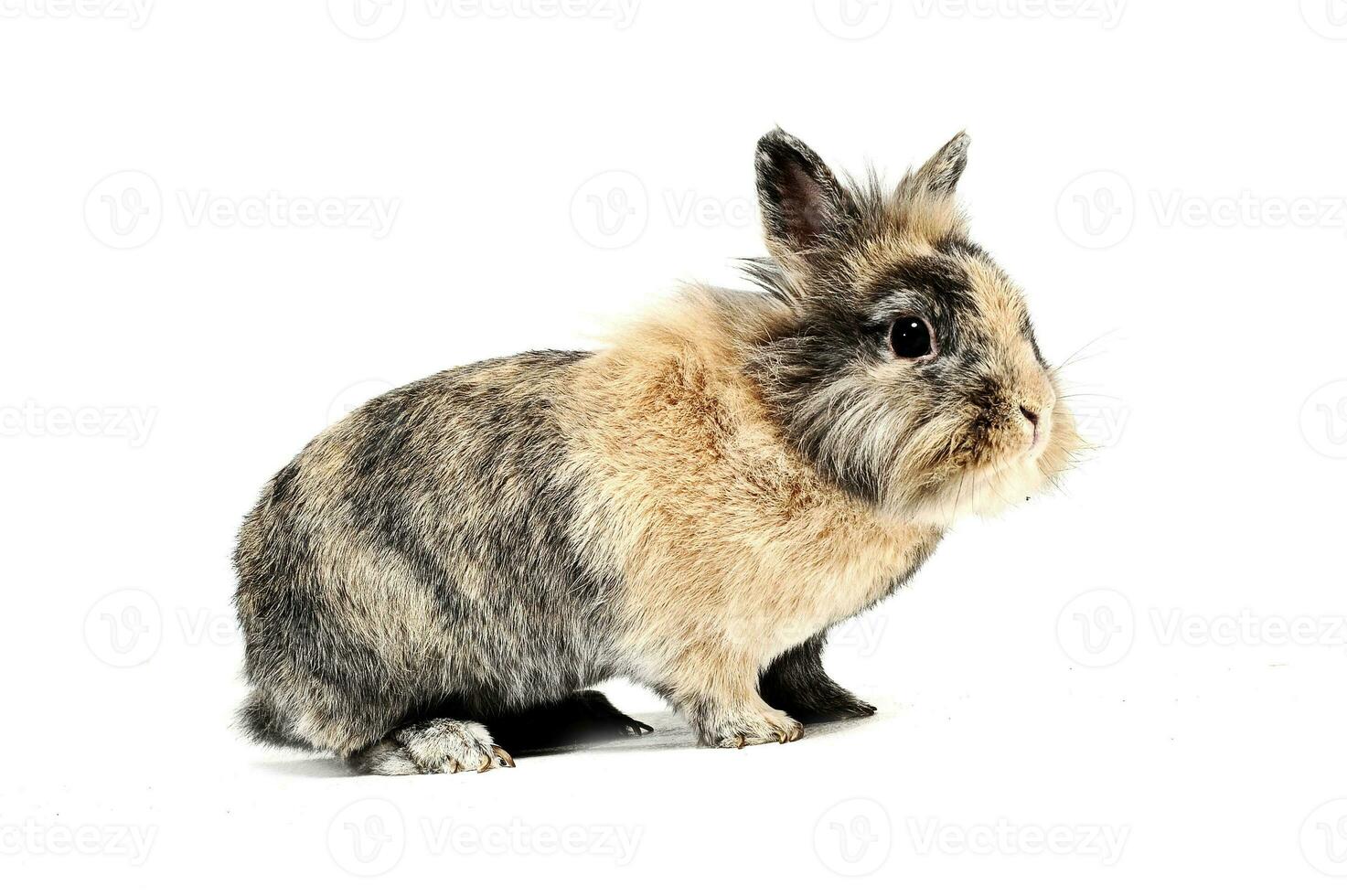rabbit in the white background  looking photo