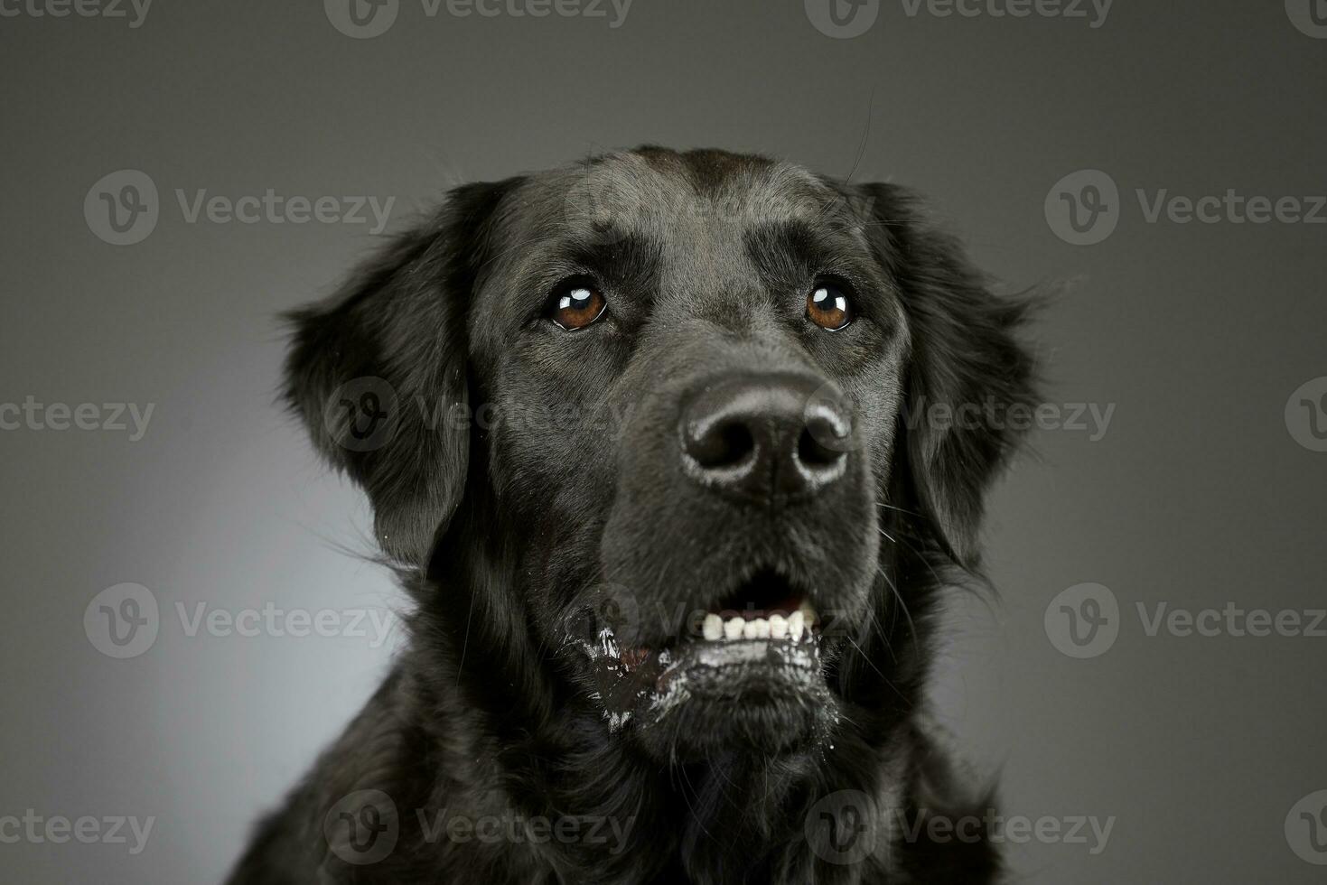 retrato de un adorable mezclado raza perro foto