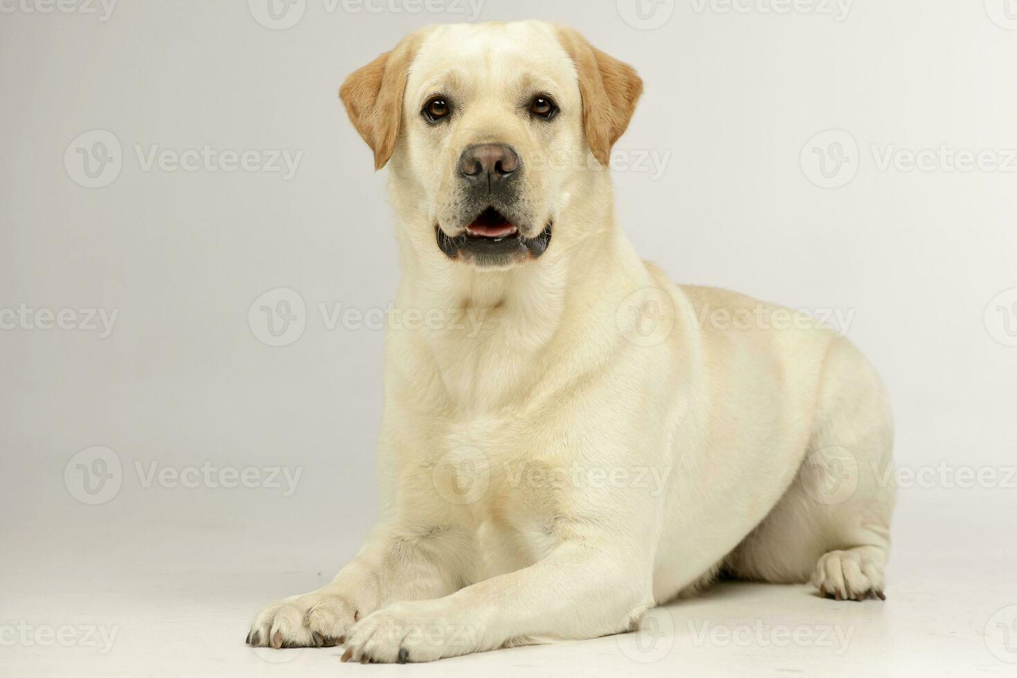 estudio Disparo de un adorable Labrador perdiguero foto