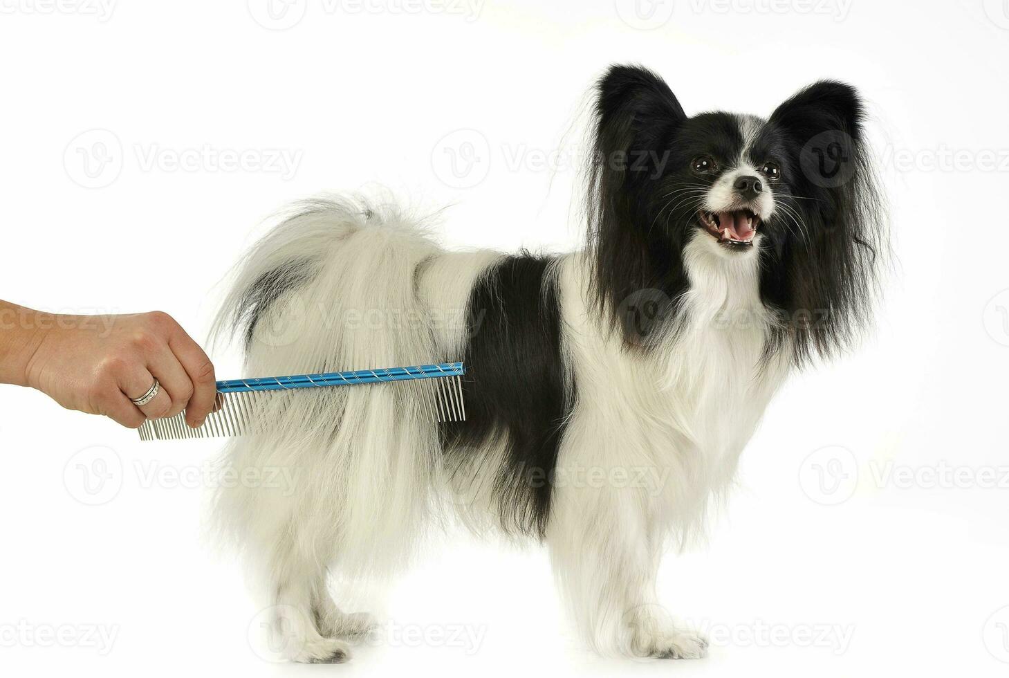 Sweet papillon in the white photo studio