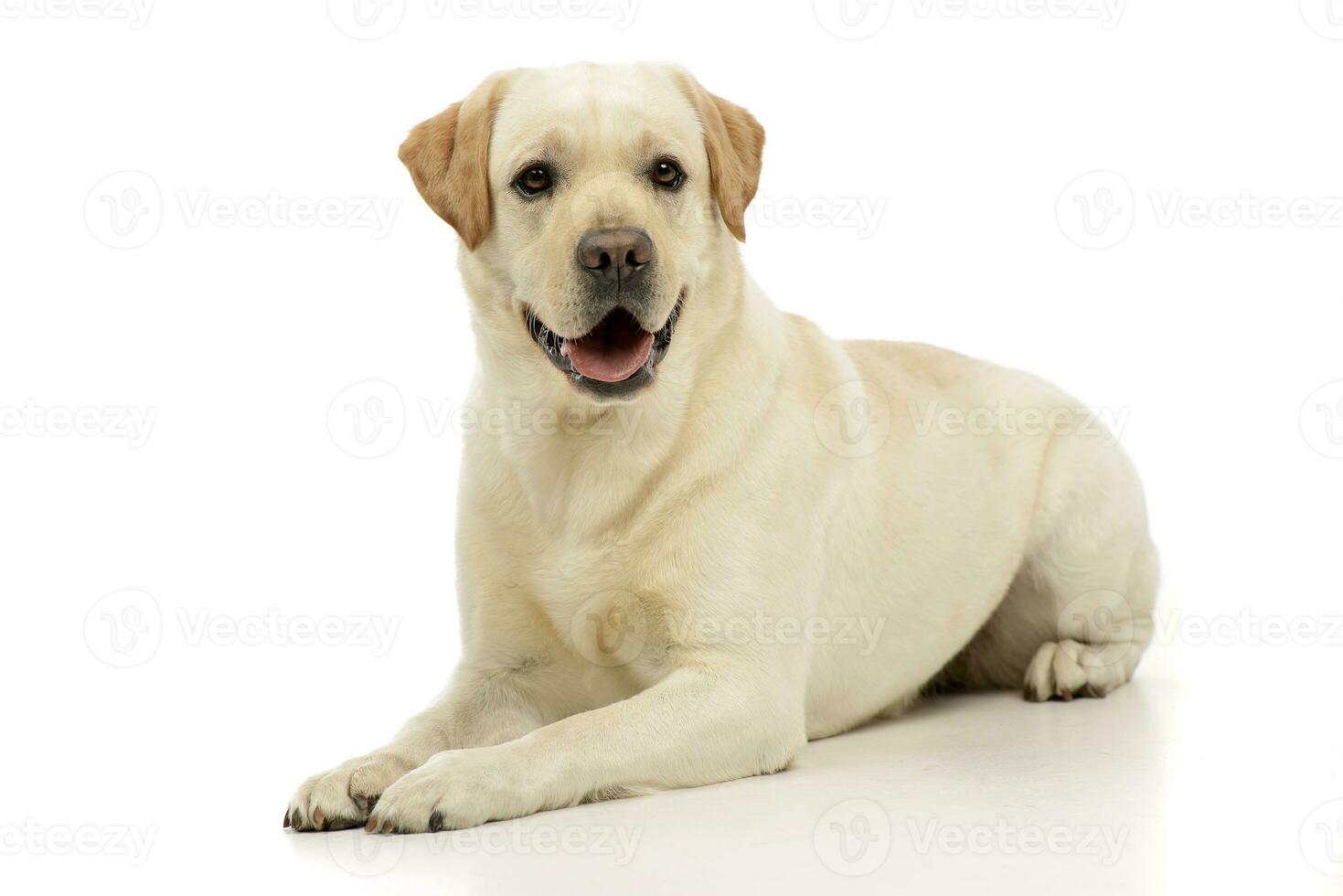 Studio shot of an adorable Labrador retriever photo