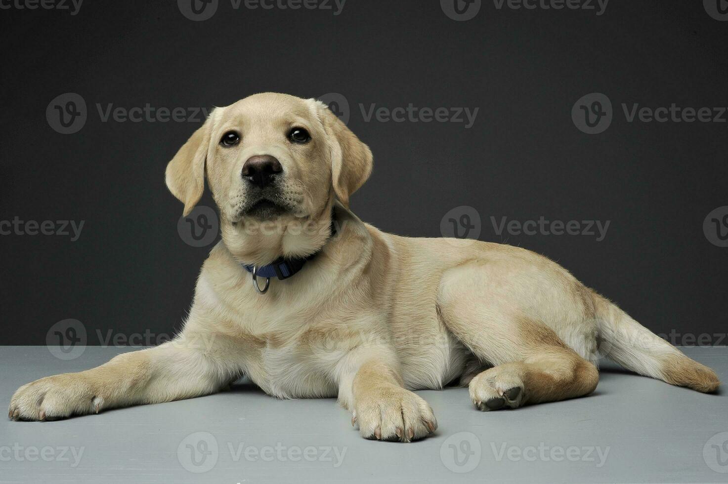 Studio shot of an adorable Labrador Retriever puppy looking curiously at the camera photo
