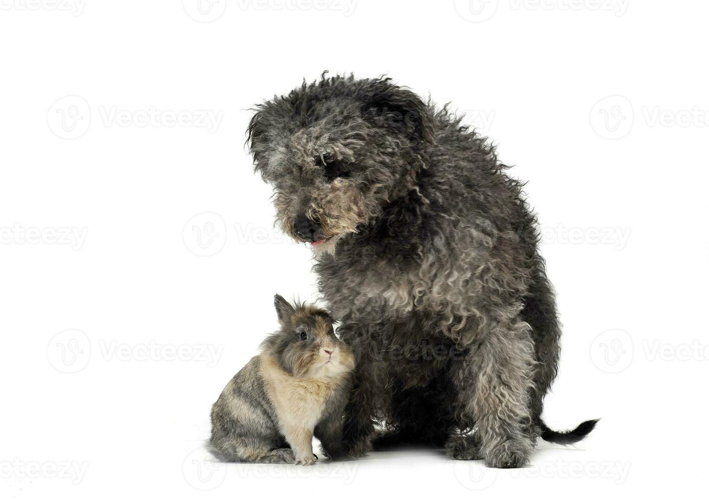 Hungarian Shepherd dog pumi and a rabbit sitting in the white studio photo