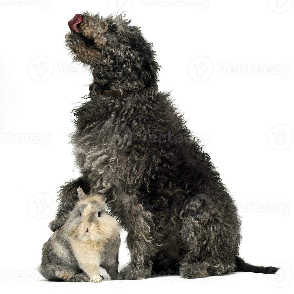 húngaro pastor perro pumi y un Conejo sentado en el blanco estudio foto