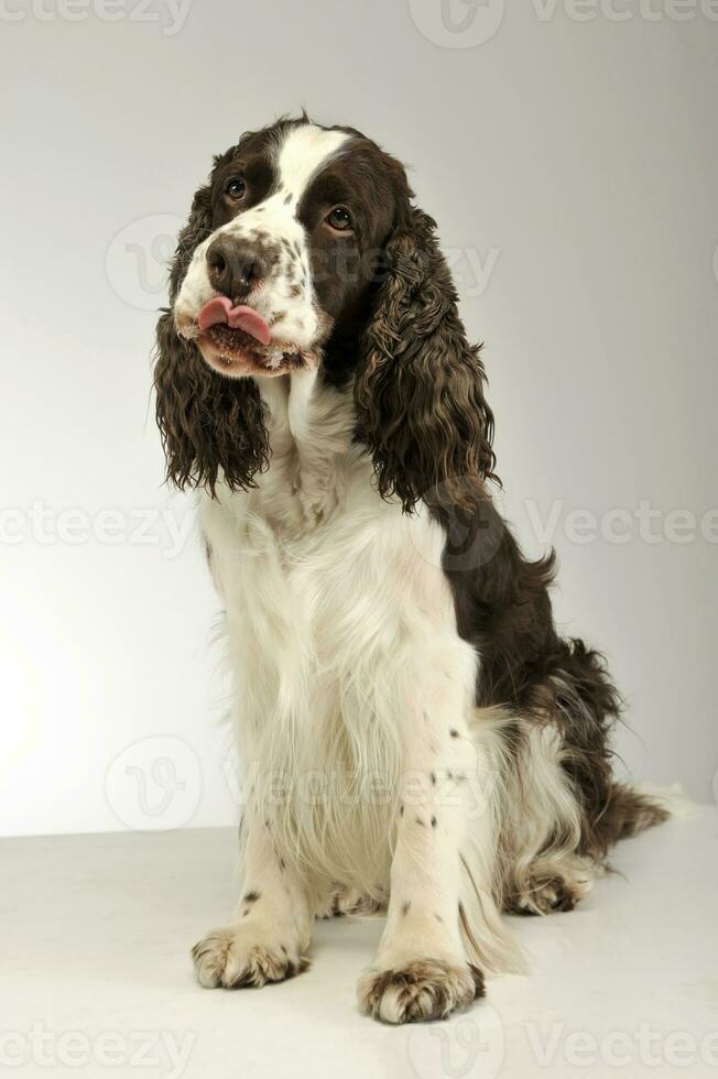 Studio shot of an adorable English Cocker Spaniel photo