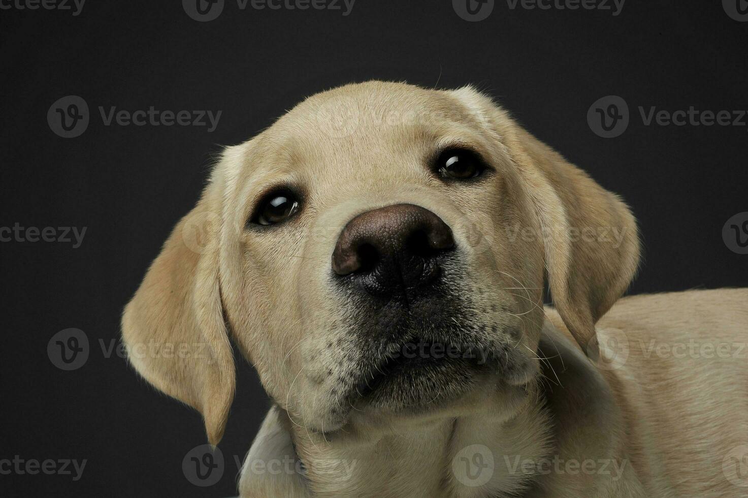 Portrait of an adorable Labrador Retriever puppy looking curiously at the camera photo