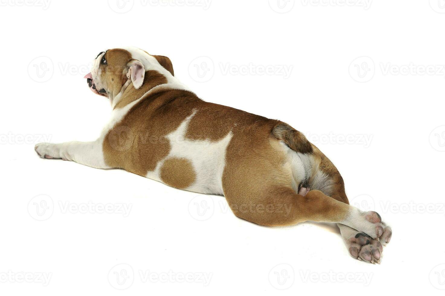 Funny English Bulldog enjoy the photo studio