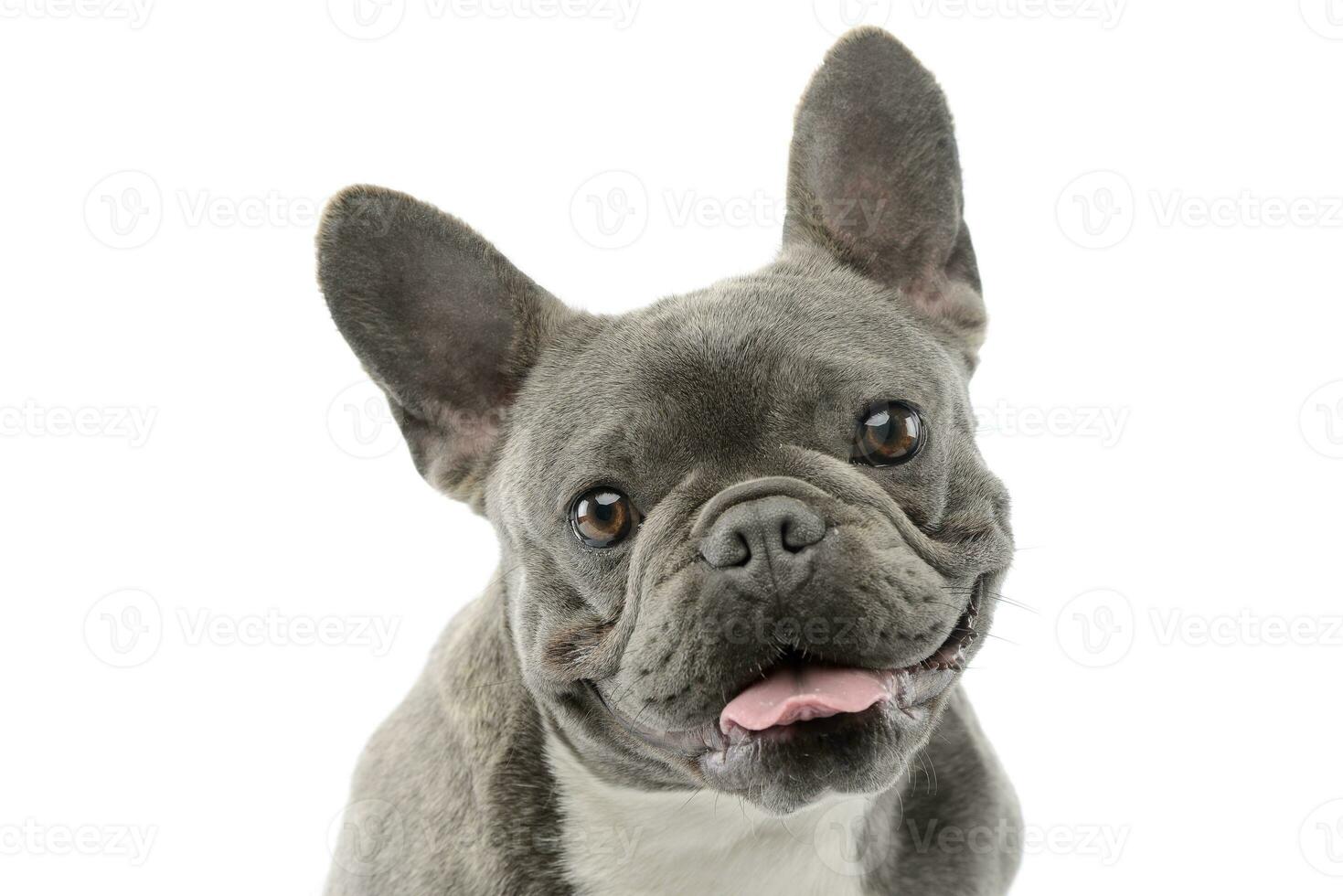 Portrait of an adorable French bulldog photo