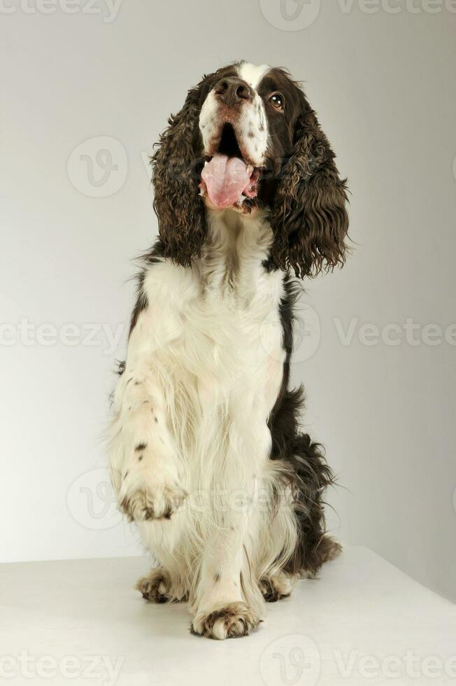 Studio shot of an adorable English Cocker Spaniel photo