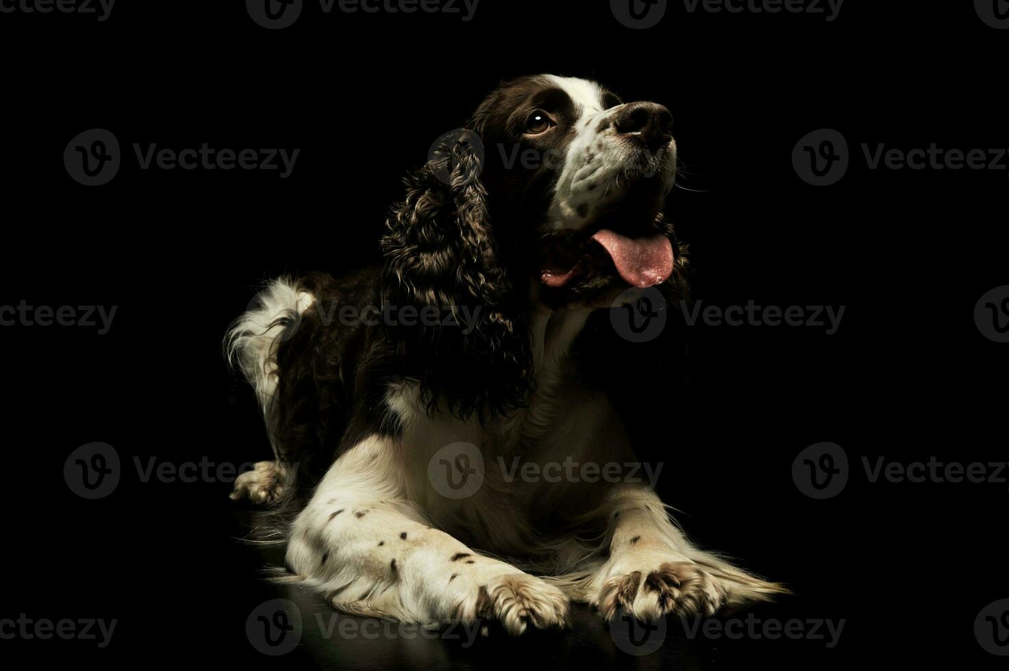 Studio shot of an adorable English Cocker Spaniel photo