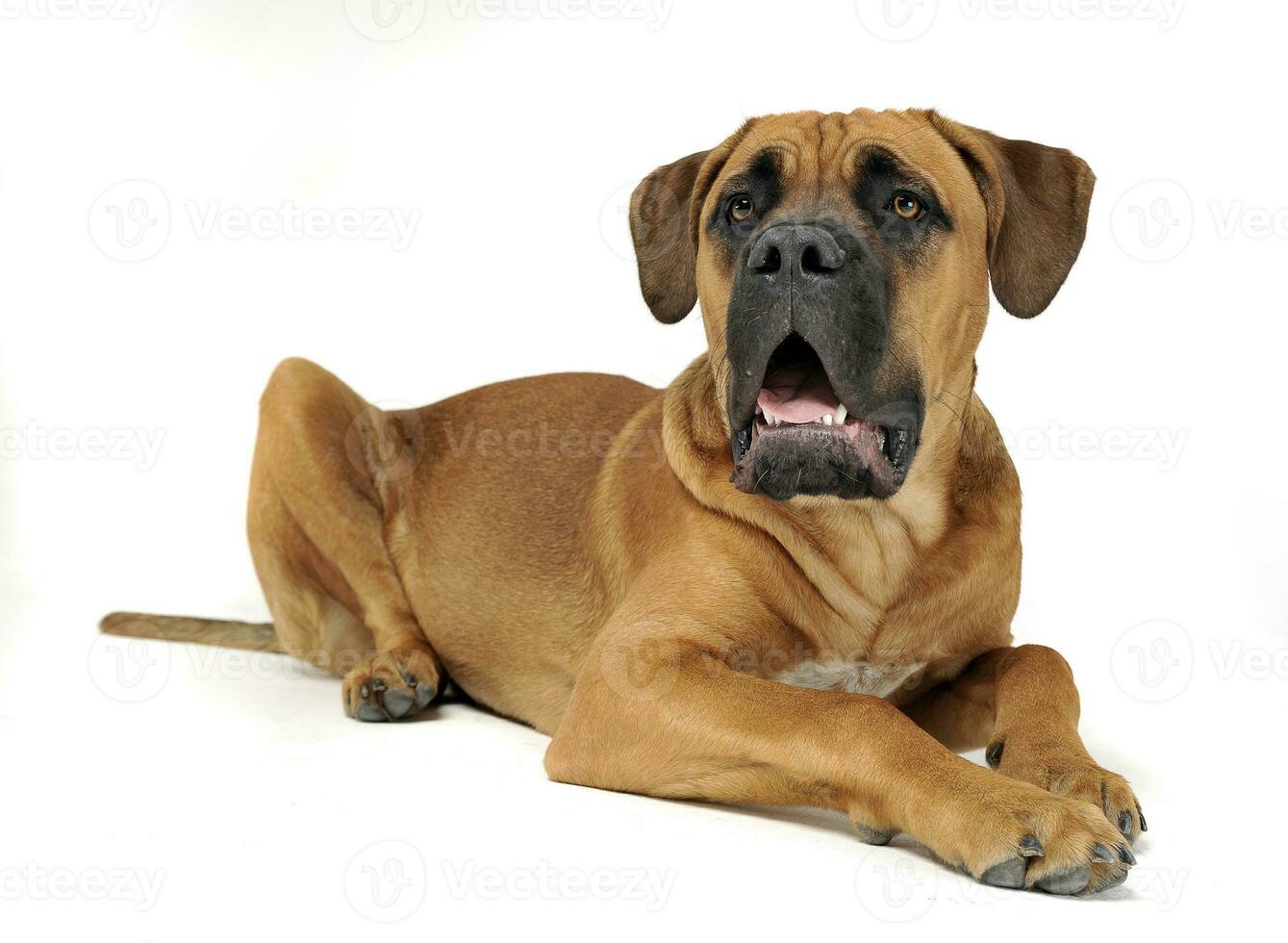 perrito caña corso en blanco antecedentes foto estudio