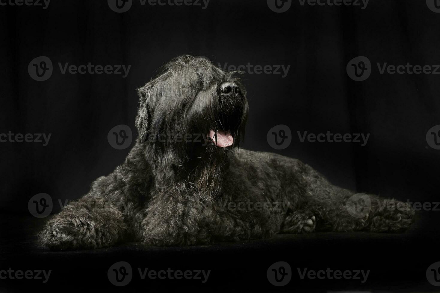 Studio shot of an adorable Black Russian Terrier photo