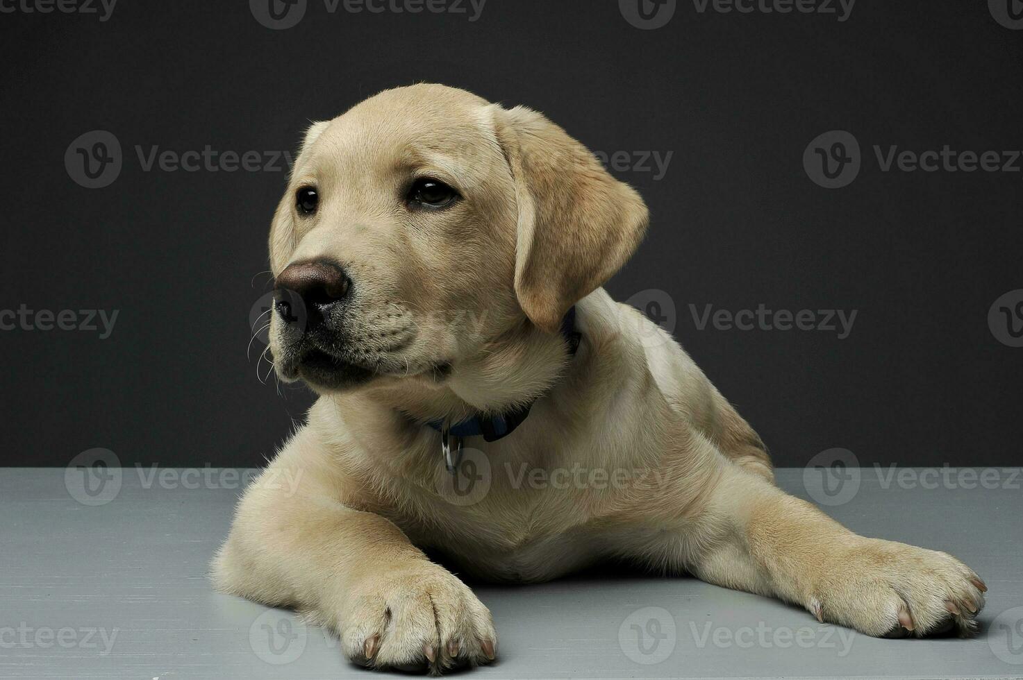 An adorable Labrador Retriever puppy lying on grey background photo