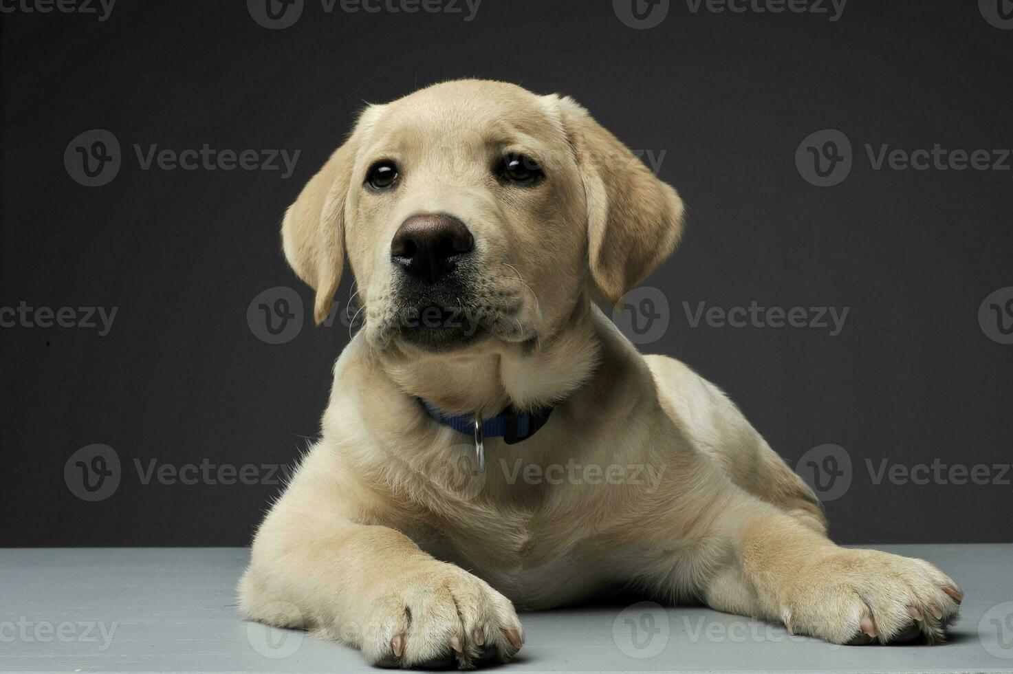 Studio shot of an adorable Labrador Retriever puppy looking curiously at the camera photo