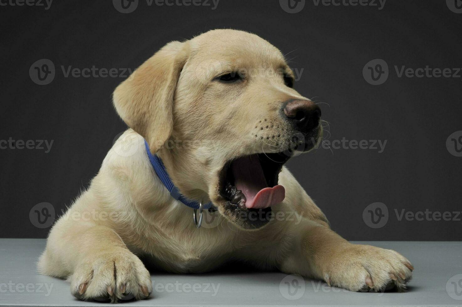 An adorable Labrador Retriever puppy yawning on grey background photo