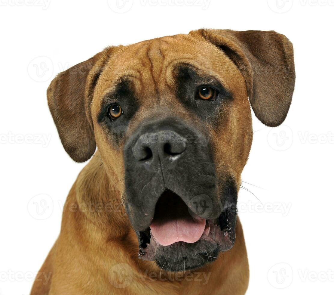 Puppy Cane Corso in white background photo studio