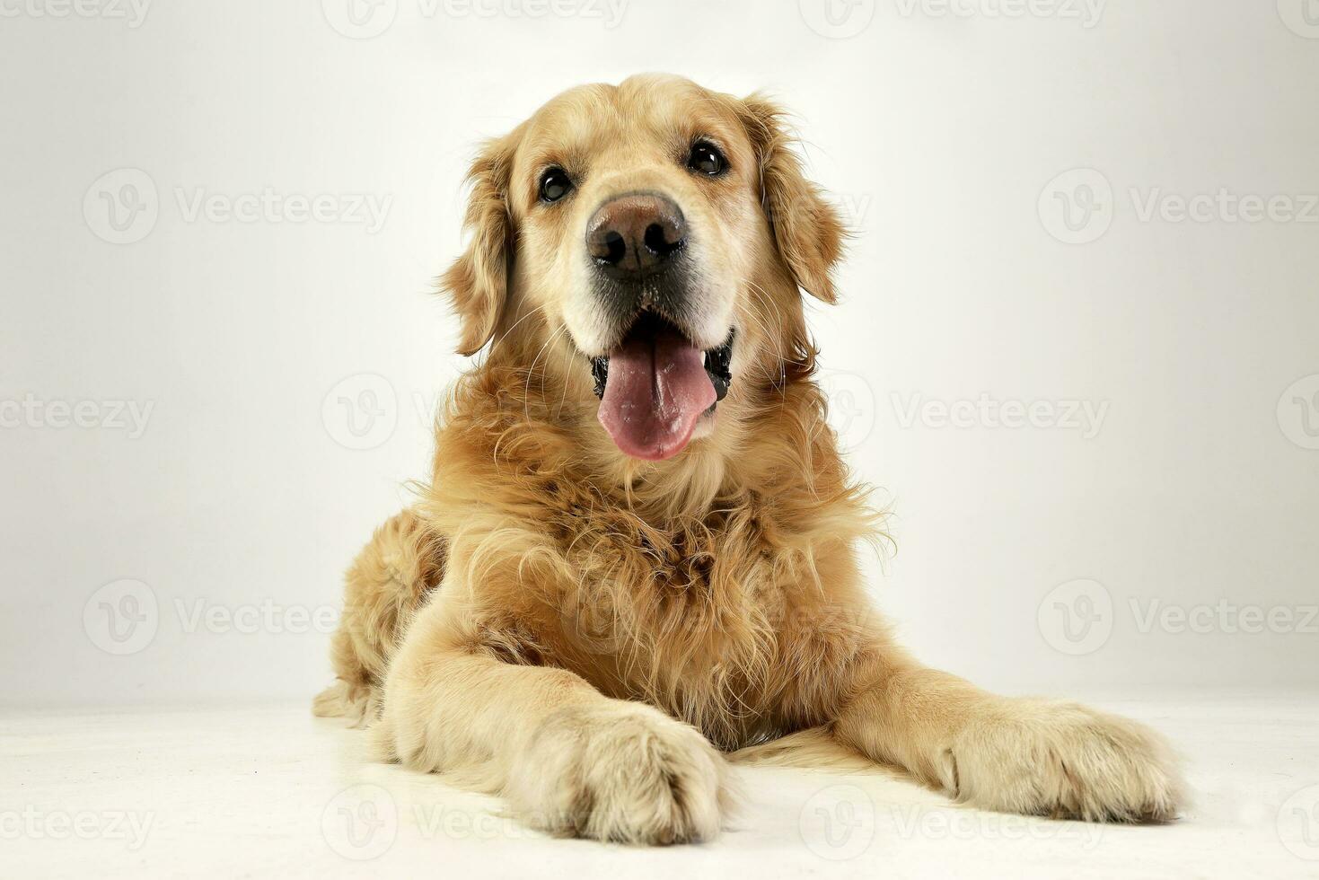 Studio shot of an adorable Golden retriever photo