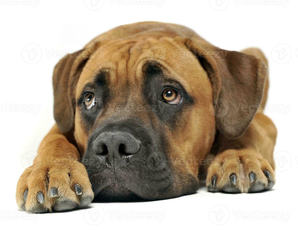 Cute puppy Cane Corso in white background photo studio