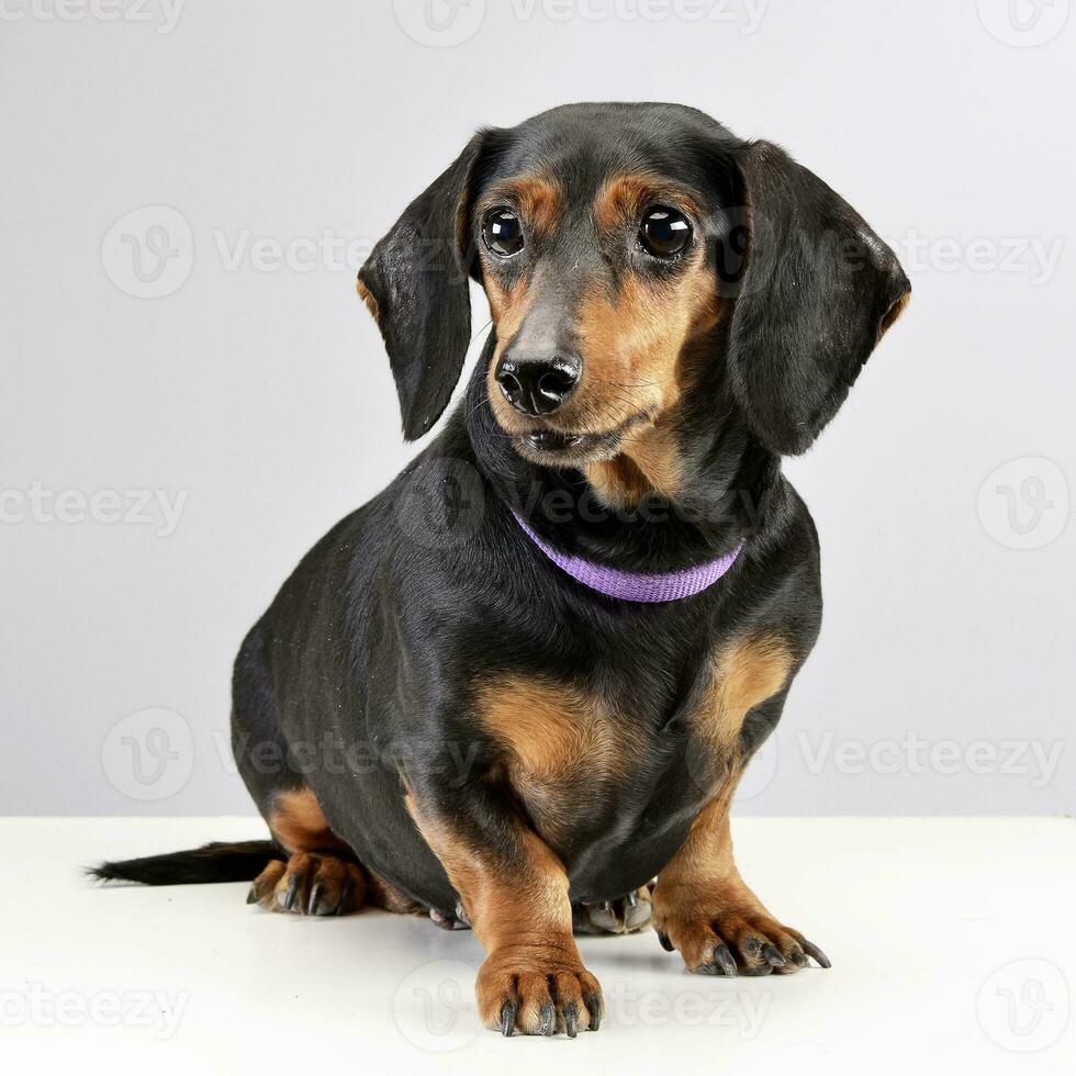 Studio shot of an adorable Dachshund photo