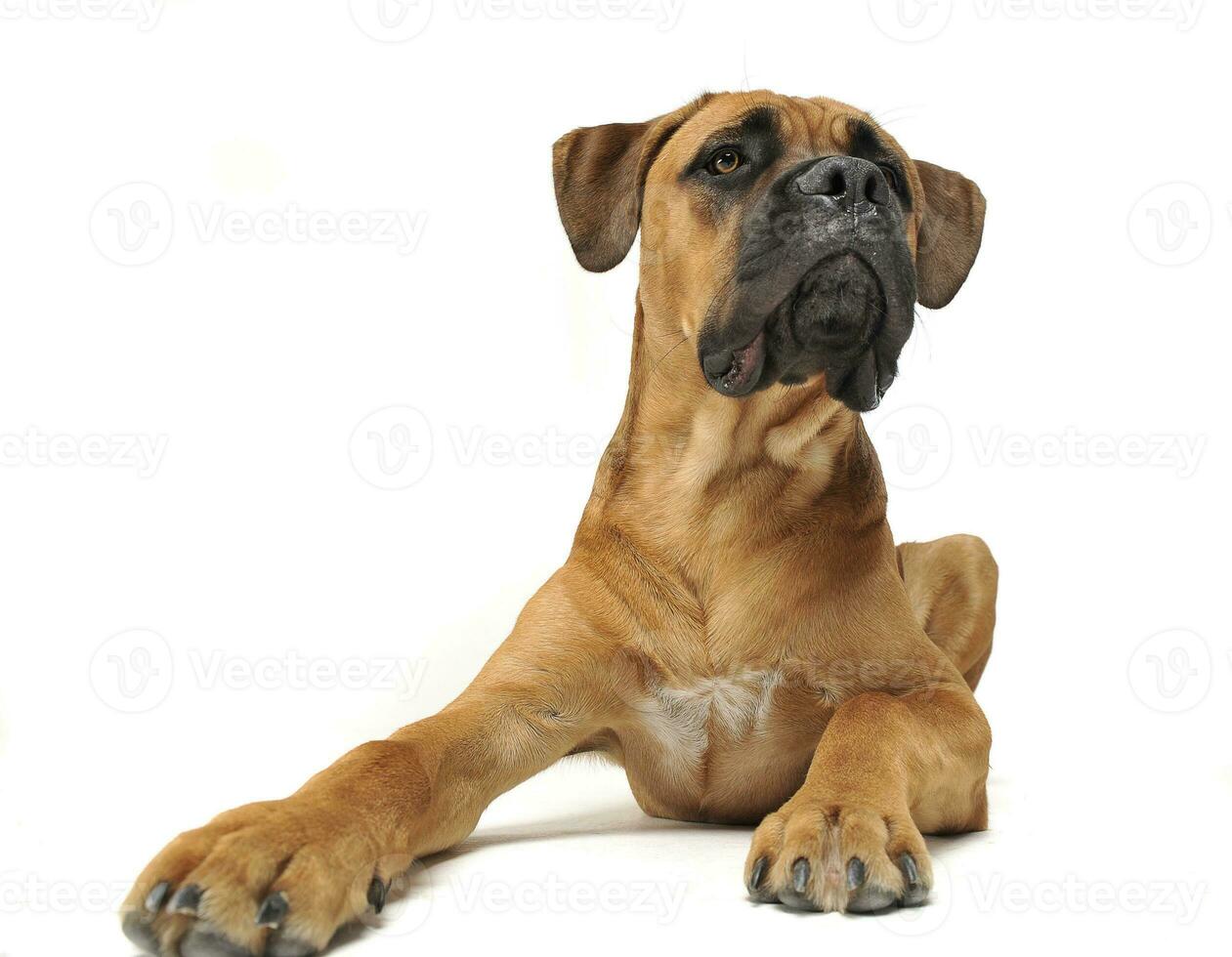 Puppy Cane Corso in white background photo studio