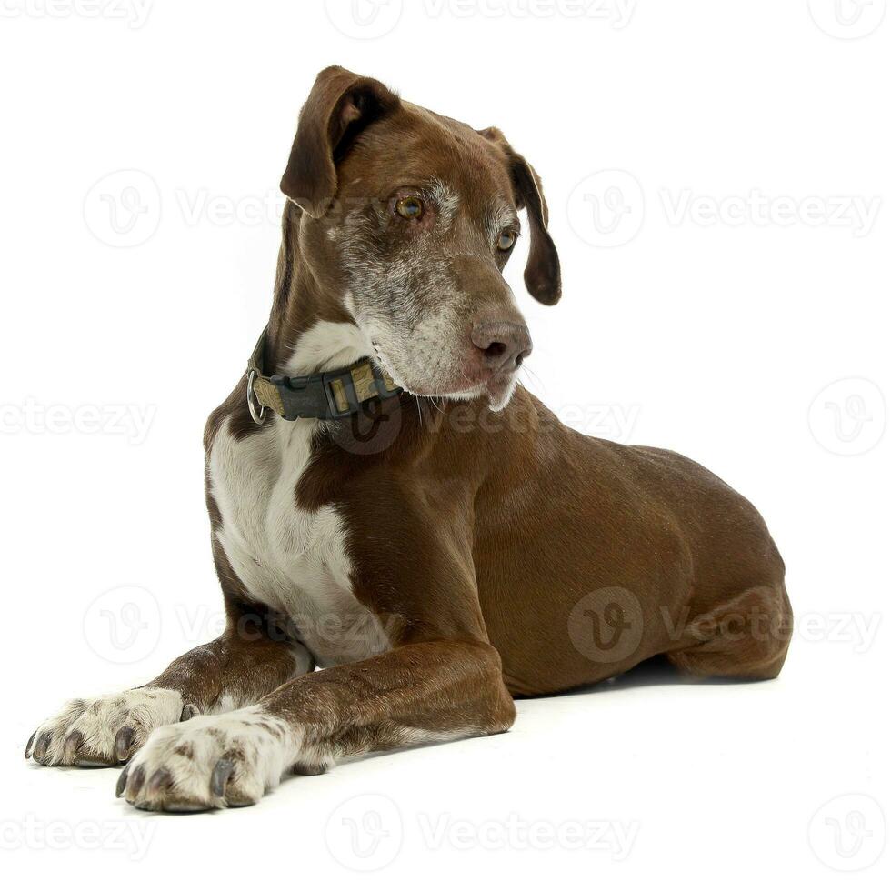 brown Great Dane portrait in a white studio background photo