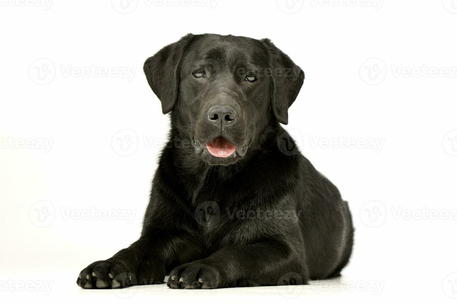 Studio shot of an adorable Labrador retriever photo