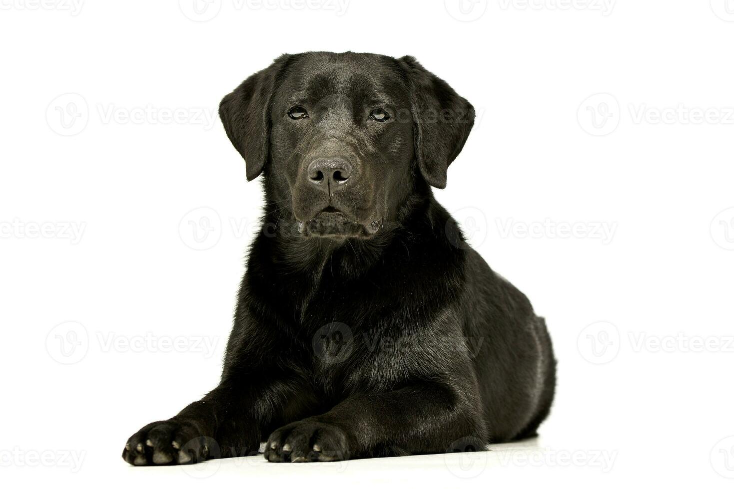 Studio shot of an adorable Labrador retriever photo