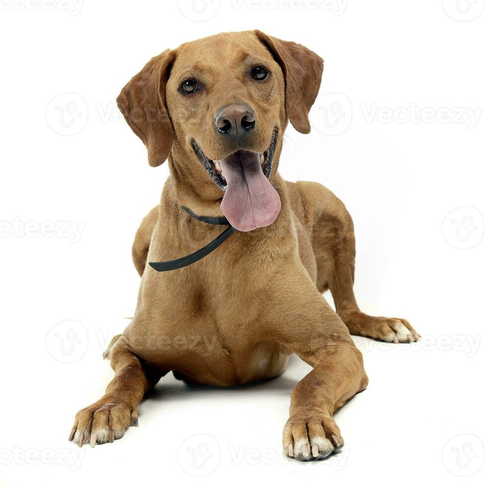 marrón mezclado raza perro en un blanco antecedentes foto
