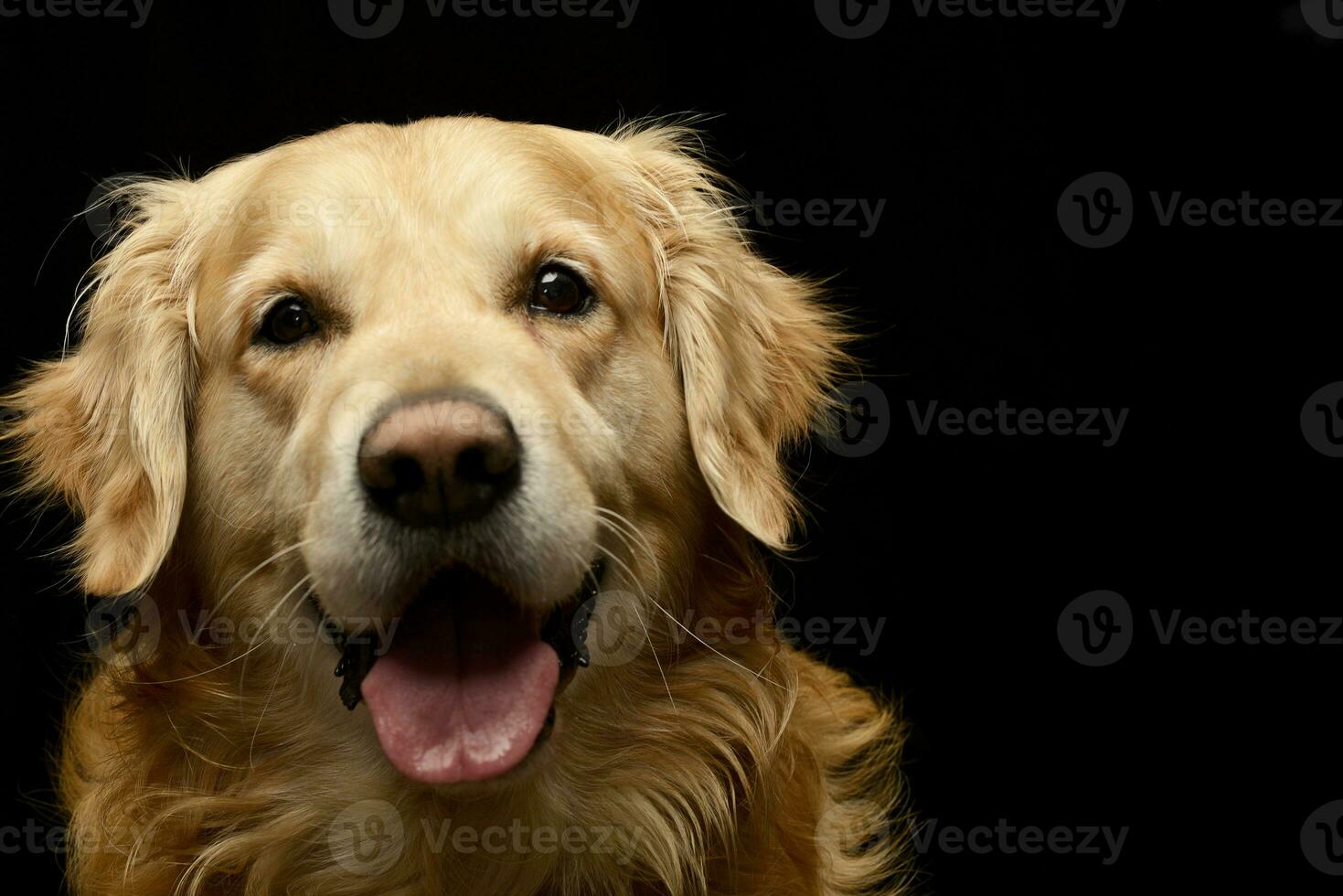 Portrait of an adorable Golden retriever photo